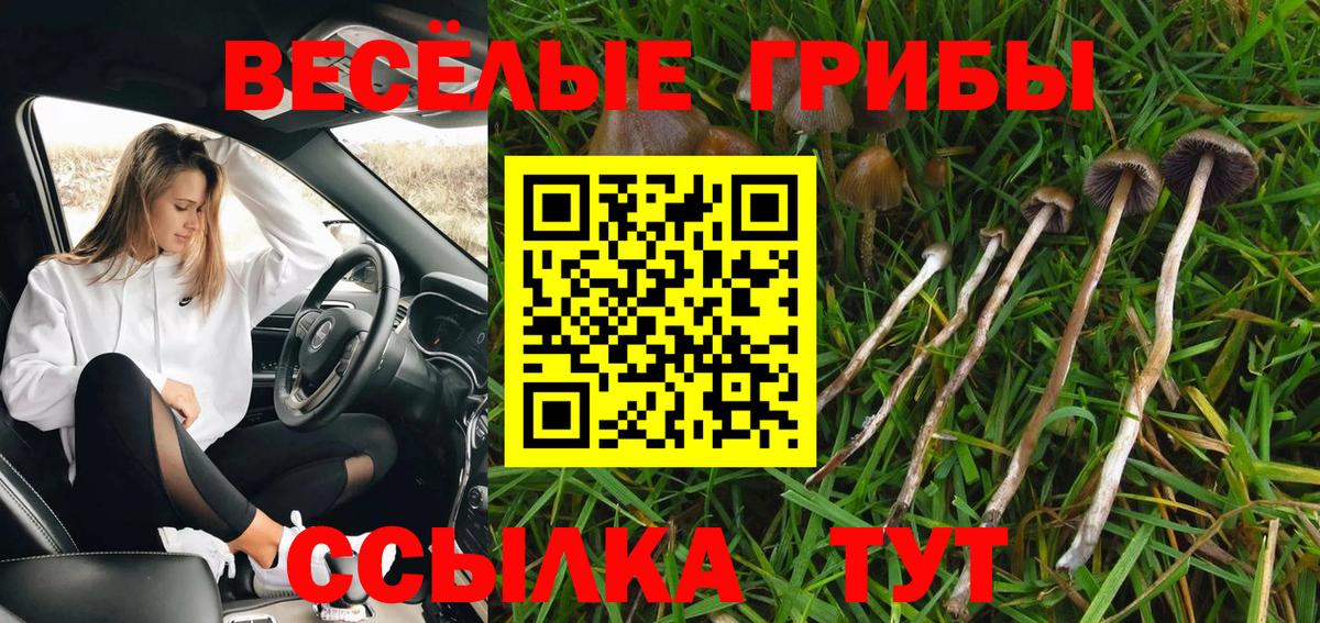 Галлюциногенные грибы GOLDEN TEACHER  Галлюциногенные грибы мицелий  Вход с VPN  Бердск 
