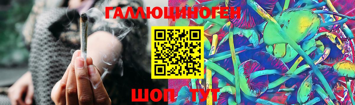 Псилоцибиновые грибы Psilocybine cubensis Бердск